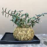 腾云枫  买三盆发4盆乐清 雁荡山铁皮石斛苗25株带盆发货 可种可吃 铁皮石斛苗苔藓托盘