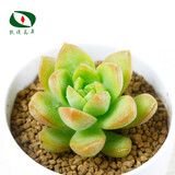 沃绣 多肉植物 多肉盆栽  懒人植物 黄丽冠幅约3-4cm