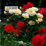 花喜鹊  阳台庭院花卉盆栽 多花蔷薇苗 玫瑰当年开花爬墙藤蔓绿植物 双芙蓉