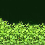 正楷水草种子鱼缸水草生态缸水草水培植物种子大对叶种子造景水草鱼缸 幸运草种子