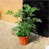 叹为观止大型植物鸭脚木办公室室内客厅大盆景植物盆栽花卉绿植苗八方来财 40厘米高如此图展示 含盆