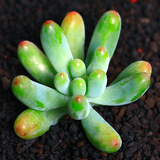 若绿真便宜多肉好养老桩绿植花卉小苗肉肉花植物小盆栽清棚 乙女心 不含盆