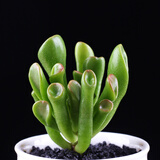 心头肉多肉植物集合 室内桌面绿植花卉苗微型盆景 懒人肉肉盆栽 筒叶花月直径3厘米左右