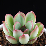 心头肉多肉植物集合 室内桌面绿植花卉苗微型盆景 懒人肉肉盆栽 花月夜直径5-6厘米