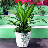 御春阁 金边巴西铁 也门铁香龙血树 ,绿植盆栽,室内花卉 观叶植物不含盆 中盆苗60厘米左右