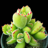 春草碧多肉植物盆栽老桩24款入门肉肉迷你多肉办公室内阳台桌面绿植花卉 熊童子+花盆+营养土