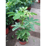 叹为观止大型植物鸭脚木办公室室内客厅大盆景植物盆栽花卉绿植苗八方来财 30厘米高如此图展示 不含盆