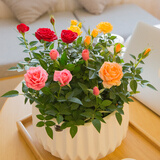 花无痕 玫瑰花苗 当年开花绿植盆栽室内外花卉观花植物庭院阳台蔷薇月季 钻石玫瑰花色随机1盆