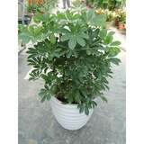 叹为观止大型植物鸭脚木办公室室内客厅大盆景植物盆栽花卉绿植苗八方来财 50到60厘米高如此图展示 不含盆