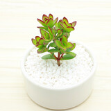 若绿一元多肉 24款多肉植物 室内多肉组合盆栽 迷你创意多肉 天狗之舞 不含盆