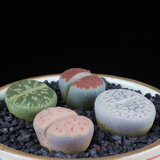 心头肉 多肉植物生石花屁股花苗 肉锥屁屁番杏科 奇趣植物花卉盆栽 有生 掌柜珍藏约3厘米