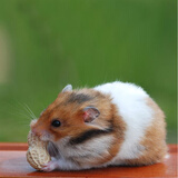 朗缤 仓鼠幼崽仓鼠笼仓鼠活物宠物活体宠物金丝熊情侣一对仓鼠活体 虎纹熊 1只