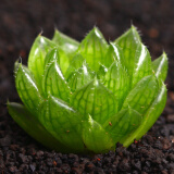 绿之妙玉露多肉植物雨露稀有品种水培玉露多肉套餐组合盆栽水养植物室内桌面小盆景 樱水晶4-5cm 不含盆