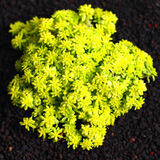 若绿真便宜多肉好养老桩绿植花卉小苗肉肉花植物小盆栽清棚 黄金万年草 含盆+土