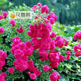 花喜鹊  阳台庭院花卉盆栽 多花蔷薇苗 玫瑰当年开花爬墙藤蔓绿植物 大女孩