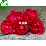 千叶林混色重瓣太阳花苗室内外盆栽阳台马齿览太阳花四季开花 红色（10棵苗) 不含盆