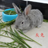 朗缤 兔子活体宠物兔活体新西兰肉兔公主兔小白荷兰侏儒活物兔子宠物 小灰公主兔1只