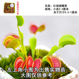 清晨露水园艺捕蝇草盆栽食人花苗食虫植物驱蚊草多肉植物多肉肉绿植花卉猪笼草 红绿捕蝇草小苗带盆土 含盆