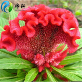 帅轩 格桑花种子 波斯菊花种子 太阳花种子混色野花组合种子植物花籽 百日草种子庭院草花海开 鸡冠花种子500+肥料1包