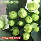 家中有果长寿花重瓣花卉盆栽四季观花植物 四季开花盆栽带花苞发货 绿巴黎带花苞 不含盆
