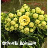 家中有果长寿花重瓣花卉盆栽四季观花植物 四季开花盆栽带花苞发货 黄巴黎带花苞 不含盆