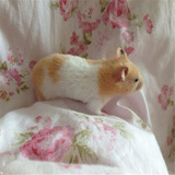 灵狐之家 宠物仓鼠活体银狐布丁金丝熊奶牛熊眼圈熊虎纹熊公公婆婆宠物活体仓鼠宝宝三线银狐紫仓鼠宝宝 金丝熊仓鼠一只