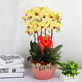 锦枫（jinfeng）4年大苗蝴蝶兰花苗鲜花四季植物室内客厅盆栽绿植花卉兰花苗大苗 福乐夕阳蝴蝶兰+透明原盆+原土