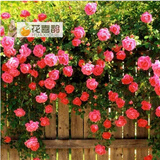 花喜鹊  阳台庭院花卉盆栽 多花蔷薇苗 玫瑰当年开花爬墙藤蔓绿植物 四年苗拍下备注品种