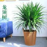 若绿龙须树龙血树龙铁树室内客厅大型植物盆栽绿植 花卉源头直发包邮 60厘米3-5头