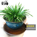 劉閣蘭花兰花苗 香妃 有香味的夏带花苞出售室内外花卉绿植盆栽草观花植物 金钱菖蒲带原营养杯，多年茂盛苗