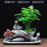 叹为观止文竹盆栽桌面小绿植办公室内盆景植物桌面观赏 文竹+树根盆+摆件底托+网草
