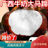 京营广西牛奶大马蹄新鲜现挖2-10斤蔬菜荸荠水果荔农红浦马蹄乐昌特产 5斤大果 脆甜马蹄