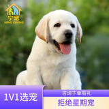 宁宠 拉布拉多犬拉布拉多幼犬拉不拉多宠物狗狗活体小狗崽导盲犬 混血级 随机