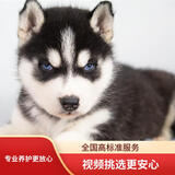 宁宠 哈士奇幼犬活体宠物狗狗小狗幼犬活体二哈小狗崽活物雪橇犬 混血级 公