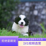 宁宠 边牧犬边牧幼犬陨石色活体边境牧羊犬幼崽宠物狗狗活体狗 宠物级