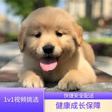 宁宠 金毛犬幼犬大型犬宠物狗纯种金毛宠物狗狗活体犬小狗幼崽 混血级 公