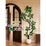 叹为观止大型盆栽金钱榕百合竹金钱树发财树清香木办公室内落地款中型植物 造型孟加拉榕1.6—1.8米 含盆