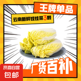 云南高原娃娃菜新鲜蔬菜生鲜乾隆白菜早餐火锅必备产地直发 浅黄色 新鲜娃娃菜3颗装*3包