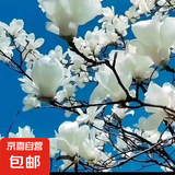 玉兰花树苗四季开花大型庭院红黄白紫玉兰树苗广玉兰花苗绿化苗木 白玉兰 6cm粗【1.8-2米高/带土球发货】