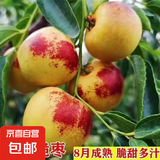 【脆枣】冬枣树苗嫁接枣树苗耐寒南北方种植大红枣蟠枣苗当年结果 冰糖脆枣 3年苗一颗（1cm粗）