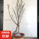 当年开花浓香玉兰花矮化盆栽地栽树苗耐寒四季开花花卉包成活好养 主图款紫玉兰壮苗 土培当年开花 裸根不带土