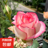 果汁阳台月季花苗四季开花卉盆栽绿植物室内花易活玫瑰带花苞庭院 艾莎【大花浓香，月月开分枝多】 【带花苞】【盆口径15cm】原盆冠25高35