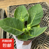重瓣大岩桐花苗富贵芙蓉花卉室内观赏盆栽带花苞基地直发四季开花 两盆【颜色自选】约15-20cm高 带盆栽好