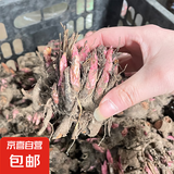 重瓣大花芍药花苗带芽根块四季花卉多年生阳台庭院芍药花户外盆栽 3卡尔【5－8芽】根块8-13cm 不含盆
