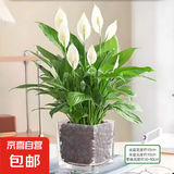 红掌盆栽白粉掌一帆风顺带花特大号花卉室内客厅面水培植物好养 约30cm白掌-方缸玻璃 带盆栽好