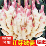 山东新鲜仔姜正宗鲜姜姜芽鲜嫩姜仔生姜农家自种红芽姜批发应季菜 鲜姜带箱 5斤