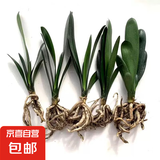 大盆君子兰盆栽名贵国宝级花卉苗绿植物圆头和尚室内客厅四季好养 【主推款】君子兰7-9片叶子+带土 送肥料