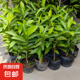 白兰花盆栽树苗带花苞玉兰花室内庭院四季开花浓香花卉黄角兰植物 精品白兰50cm（带花苞）加仑盆 不含盆