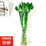 【带根富贵竹转运竹龙竹】招财水培植物客厅弯竹开运竹子盆栽花卉 50-55cm开运竹--10支 送2灯笼