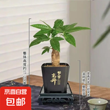 【带盆高度约15-25cm】发财树盆栽室内植物客厅办公室吸甲醛好养 单杆发财树+塑料节节高升盆+小方底座 花盆直径约8cm